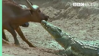 The Nile Crocodile vs Buffalo  Wild Africa  BBC Earth [upl. by Atikir]