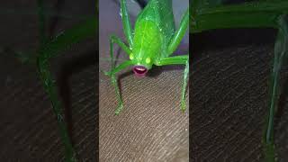 Look at this grasshopper looking at us 🤣 grasshopper funny shorts [upl. by Gerhan]