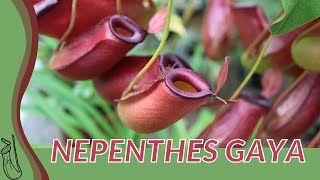 Quick Guide to NEPENTHES GAYA quotPitcher Plantquot [upl. by Lamori47]