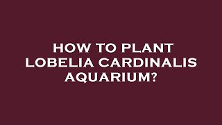 How to plant lobelia cardinalis aquarium [upl. by Nottap]