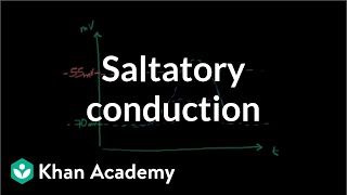 Saltatory conduction in neurons  Human anatomy and physiology  Health amp Medicine  Khan Academy [upl. by Anomar]