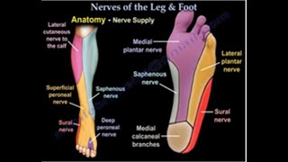 Nerves Of The Leg amp Foot  Everything You Need To Know  Dr Nabil Ebraheim [upl. by Aiderfla343]