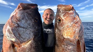 Spearfishing For Cubera Snapper Off Tampa Bay [upl. by Mell]