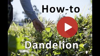 How to ID dandelions [upl. by Aisenet]