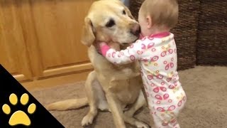 Cute Dogs And Adorable Babies Compilation [upl. by Nylodam]