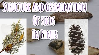 Structure and Germination of seeds in Pinus [upl. by Haidadej367]