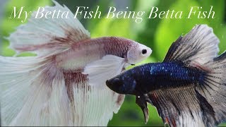 My Betta Fish Swimming Around For 2 Minutes [upl. by Brandais]