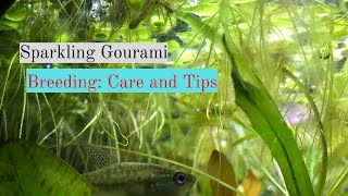 Sparkling Gourami Breeding Care and Tips [upl. by Namijneb]