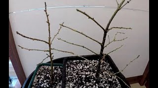 Japanese Larch and European Larch begining bonsai training [upl. by Friedman]