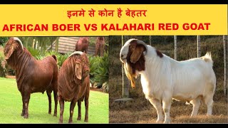 Comparison Between African Boer Goat And Red Kalahari Goat  goat farming [upl. by Anasiul]