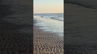 They move like that in realtime NOT Timelapse 🤯 Sanderlings may be my fave UK bird nature [upl. by Wilhelmine]