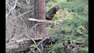 Marquette Sasquatch Footage Captured in Michigan [upl. by Adon]