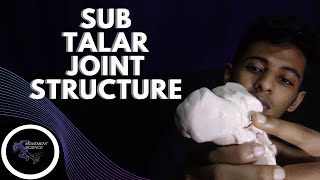 ANKLE SUBTALAR JOINT STRUCTURE ANKLE JOINT BIOMECHANICSPhysiotherapy Tutorials [upl. by Alvira]