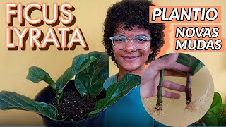 Ficus Lyrata  segunda propagação 4 novas mudas  plantio no substrato com perlita [upl. by Bolten968]