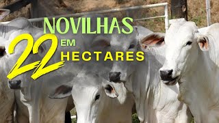 Quantas novilhas cabe em 22 Hectares  pecuária [upl. by Scopp]