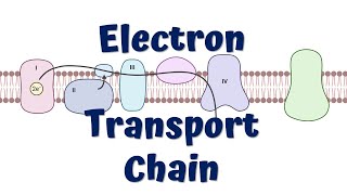 Electron Transport Chain Animation  ATP synthesis [upl. by Anaeg]