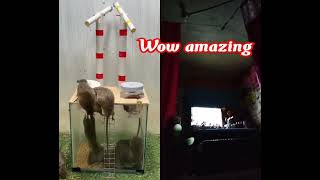 wow amazing mousetrap rat rattrap [upl. by Vander]