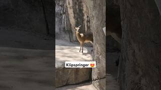 Klipspringer 😍 [upl. by Akemed238]