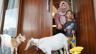 ADUH ADA KAMBING LIAR MASUK RUMAH 🐐 MALAH PIPIS SAMA EE 🤕 Drama Lucu  Ali vlog [upl. by Oinolopa987]