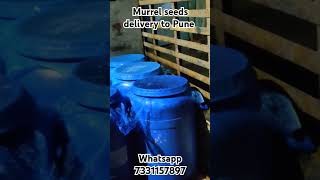 Murrel seeds delivery to pune 20000 seed murrel feed converted seed whatsapp 7331157897 for orders [upl. by Chicky]