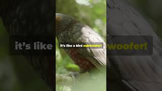 Amazing Facts About the Kakapo [upl. by Jameson789]