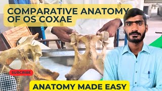 lecture  21Comparative anatomy of os coxae of horseox and dogVeterinary anatomy in HindiUrdu [upl. by Lukash]