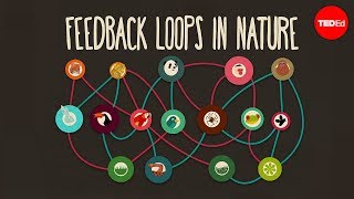 Feedback loops How nature gets its rhythms  AnjeMargriet Neutel [upl. by Tilly]