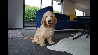 Golden Cocker Spaniel Puppy from NZ  First 6 Months [upl. by Lynde]