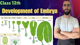 Development of Embryo Embryo development in Dicots NEETBiology [upl. by Suk]