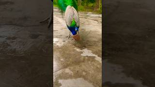 Beautiful peacock 🦚 peacock birds nature viralshort mor peacockcall ytshorts [upl. by Atena642]