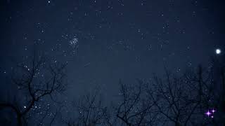 NIGHT SKY IN A MAGIC FOREST  background video aesthetic  screensaver 4k no sound  1 hour [upl. by Nosac]