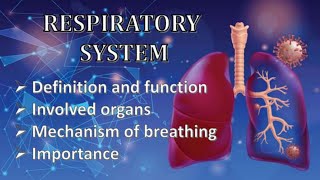 Respiratory system in human body respiratory system functionlungs [upl. by Ynnelg215]