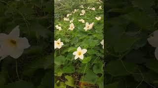 Momordica dioica male flowersকাকরোলে ফুলAgricultureshortvideo [upl. by Gnoh]