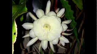 Night Blooming Cereus Epiphyllum oxypetalum 2012 [upl. by Ahtnammas]