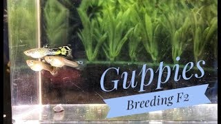 Breeding Guppies Cross Breeding PART 3 [upl. by Erinn]