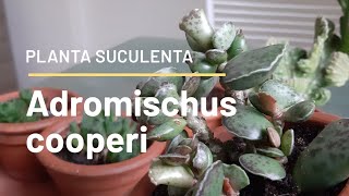 PLANTA SUCULENTA  Adromischus cooperi  Fran natura [upl. by Pablo]