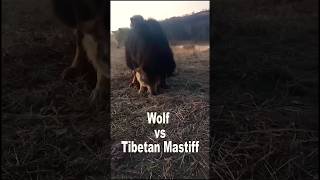 Wolf vs Tibetan Mastiff [upl. by Portwine]