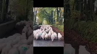 🐾🐑 Smart Border Collie Saves the Day Herding Sheep with Speed and Skill 🌟🚀 [upl. by Atinwahs717]