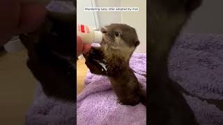 Wandering baby otter adopted by man otter babyotter short [upl. by Diane823]