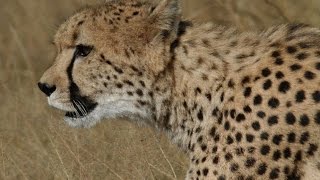 Cheetah Death at a sprint  Africa’s Deadliest [upl. by Stern34]