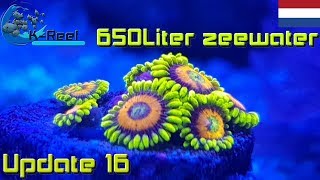 650Liter Zeewater aquarium update16  zoutwater aquarium [upl. by Aryn]