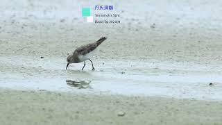 丹氏濱鷸 Temmincks Stint [upl. by Silrak]