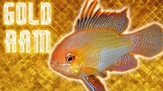 Gold Rams Dwarf Cichlid Unboxing  Bringing Some Shine into the Fishroom [upl. by Imelda]