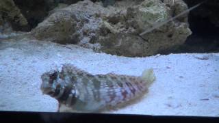 Lawnmower Blenny Salarias fasciatus [upl. by Sonnie]