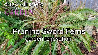 How to Prune SWORD FERN Polystichum munitum [upl. by Airel721]