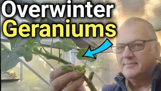 How to Overwinter Geraniums Made Easy StressFree Tips [upl. by Dena]