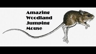 Woodland Jumping Mouse  Wild at Night [upl. by Eelsnia]