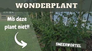 Smeerwortel Bocking 14  de wonderplant in de moestuin [upl. by Sudoeht]