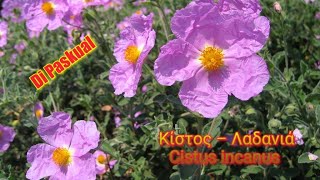 Κίστος – Λαδανιά – Κουνούκλα – Cistus incanus [upl. by Athallia]