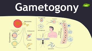 Gametogony in Plasmodium  Malaria  Parasitology  Basic Science Series [upl. by Dahij]